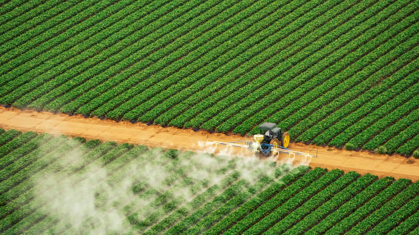 Best Termite Control Services  in Linden, TX