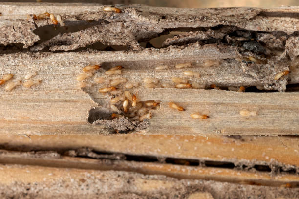 Best Affordable Pest Control Services  in Linden, TX